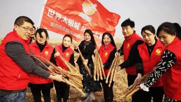 鐵棍山藥規(guī)?；?、標(biāo)準(zhǔn)化種植